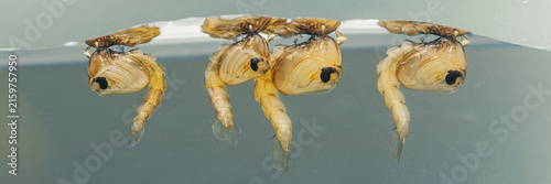 Quadro su tela Mosquito pupae breathing at water surface