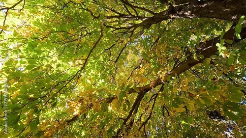 Beautiful view walking under a chestnut tree with golden and green leaves in a forest on sunny autumn day