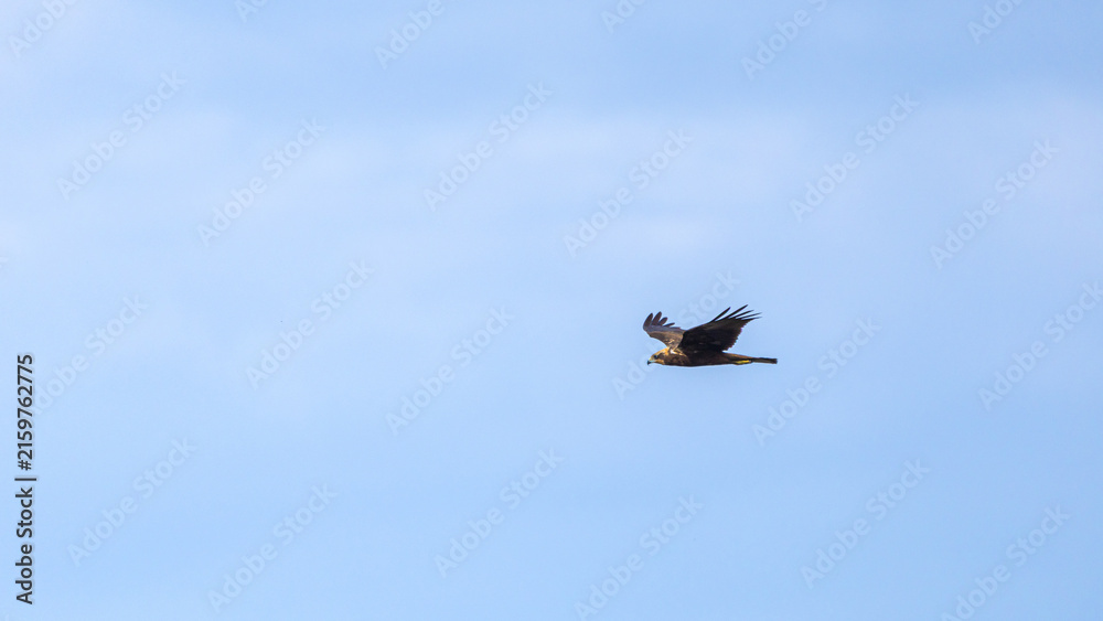 Obraz premium Western Marsh Harrier Flying Over Reservoir