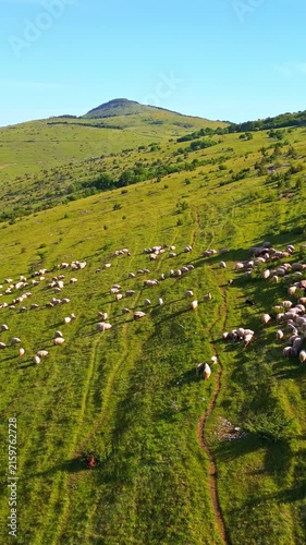 A lush green meadow with numerous sheep grazing illustrates pastoral agriculture highlighting livestock management in a serene natural environment ideal for promoting farming.