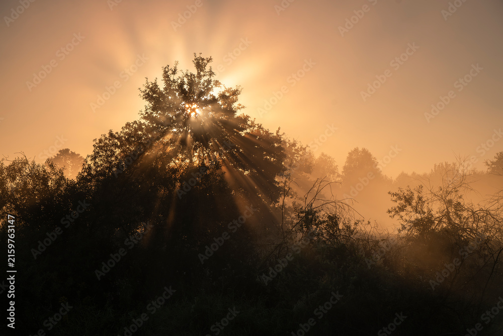 Naklejka premium Spectacular sun rays bursting through tree canopy in morning fog with copy space above for text