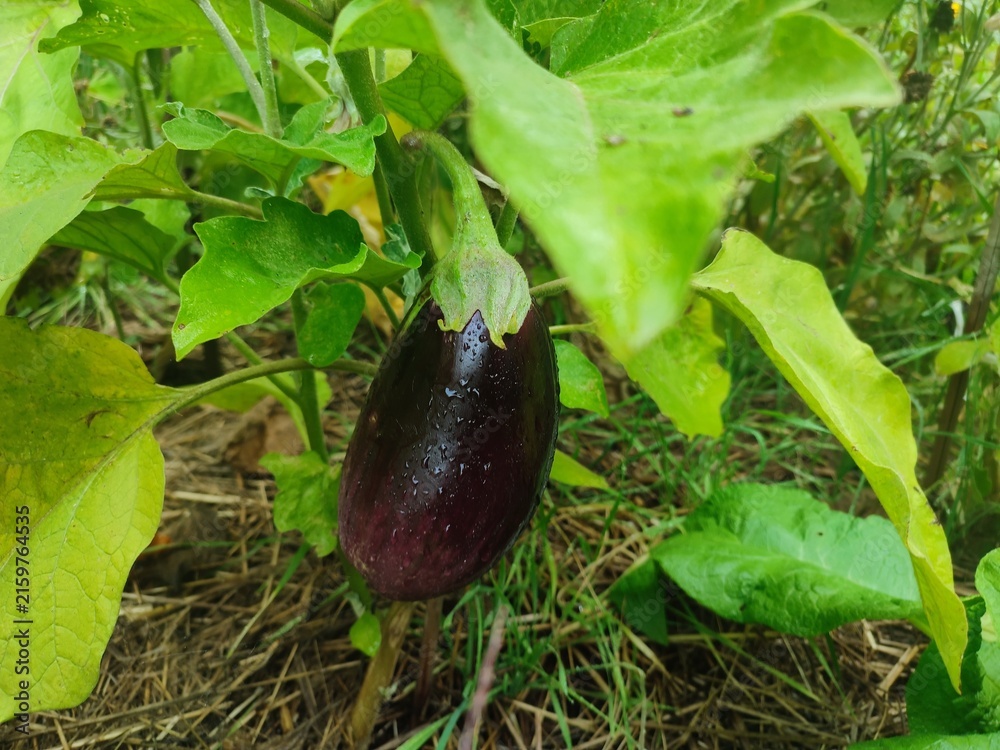 Fototapeta premium eggplant in the garden, bakłażan w ogrodzie 