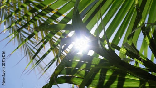 Green palm leaves let the sun's rays through, creating a summertime, serene and cheerful atmosphere
