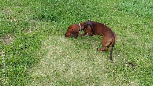 A focused brown dachshund dog sniffs the ground and follows a scent trail through the green grass of a meadow