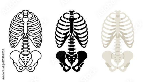 Photography Human rib cage and pelvis skeleton vector illustration set