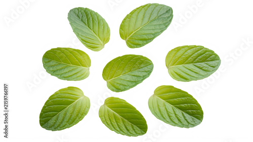 Fresh green mint leaves arranged in a circular pattern isolated on transparent background