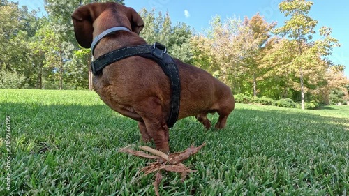 A purebred brown dachshund dog lies on green park grass chewing a stick, gets alerted by a sound, and suddenly stands up on guard
