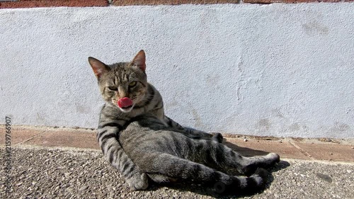 Gray tabby cat licking and washing itself while sitting on the ground of a street against a wall
