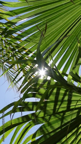 Vertical video of sun and blue sky seen through green palm leaves, composing a beautiful natural moving background
