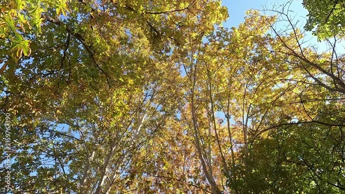 Walking beneath the golden autumn leaves of tall London plane trees (Platanus hispanica) stretching towards a bright blue sky, creating a warm and peaceful atmosphere in the forest
