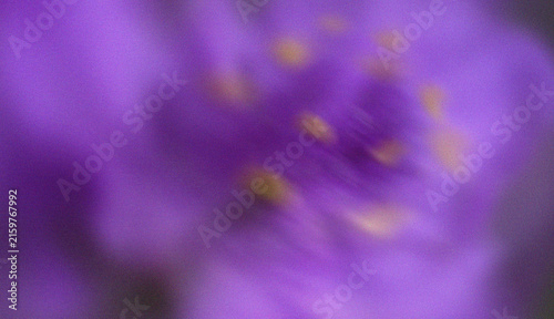 Purple flower macro background with soft blurred petals and delicate golden center floral texture