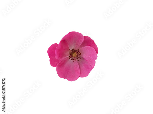 Single pink rose flower isolated on transparent background