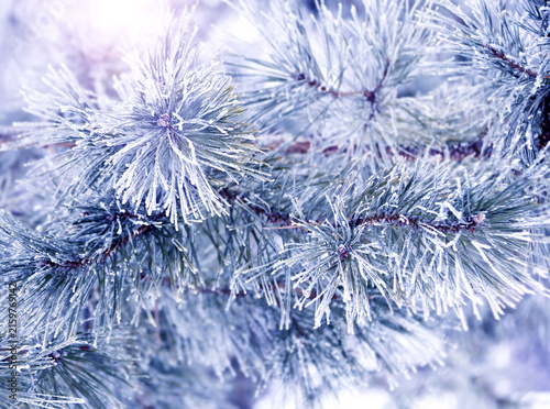 Bild auf Leinwand Holiday winter banner with frozen branches of fir tree