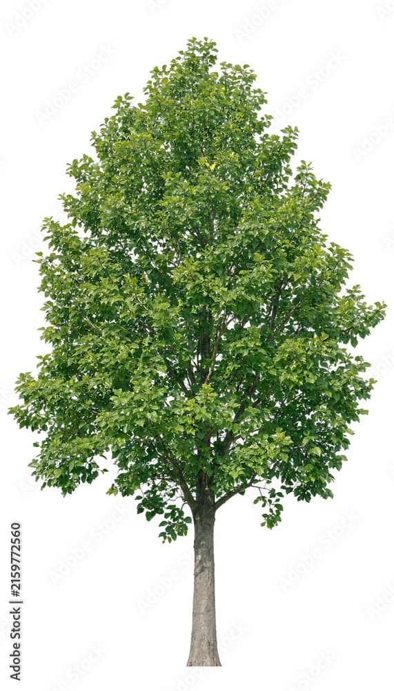 Fototapeta premium Single deciduous tree with lush green foliage during daylight