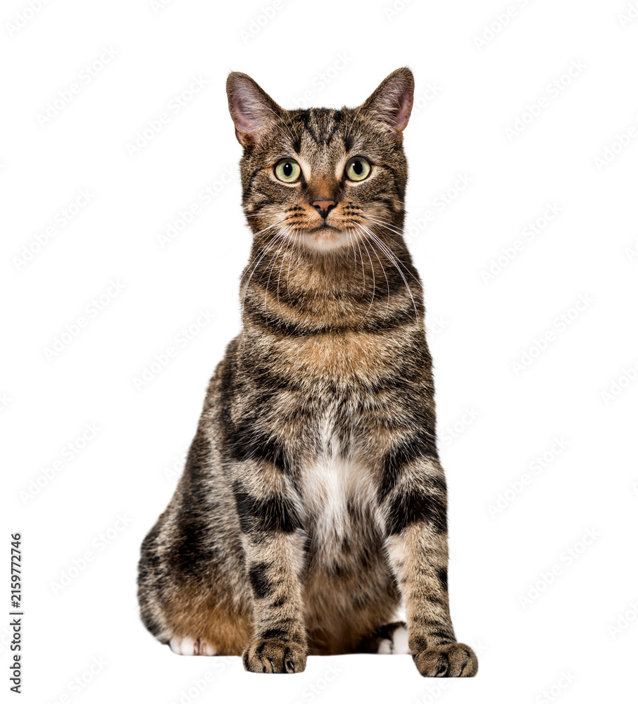 Fototapeta premium Striped mixed-breed cat sitting, isolated on white, (2 years old