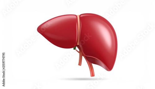 Right side view of human liver anatomical model.