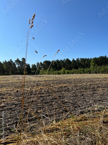 Gräser am Acker / Stoppelfeld nach Ernte im Spätsommer