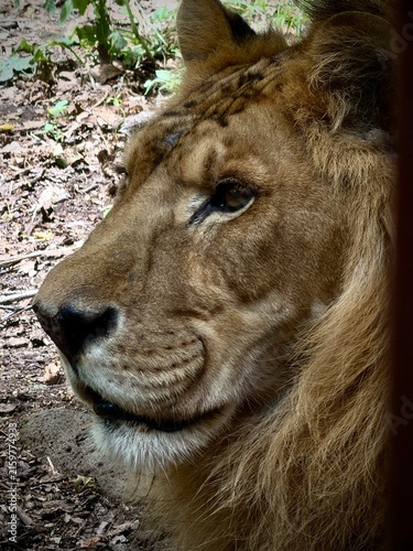 Foto Safari Park Vladivostok