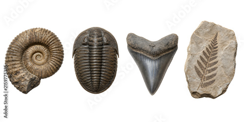 Set of prehistoric fossils including spiral ammonite trilobite shark tooth and fern leaf print isolated on transparent backdrop for scientific educational use.