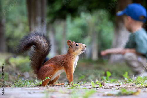 Cuadro en lienzo Squirrel in a summer park child background