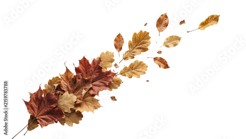 Dry maple and oak leaves bottom frame border isolated on white background with copy space.