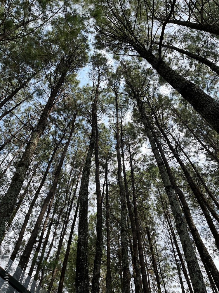 Fototapeta premium trees in the forest