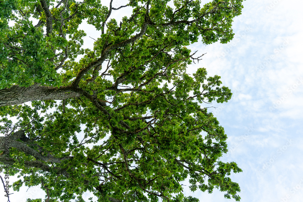 Fototapeta premium Spreading oak branches and green leaves viewed from below against a pale blue summer sky with open copy space.