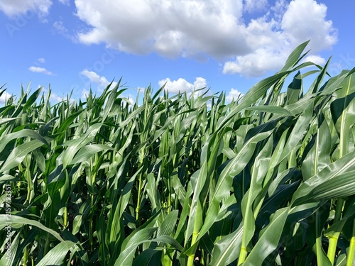 Lush green cornfield with tall stalks and leaves under a blue sky with white clouds