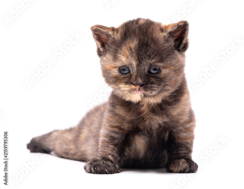 Adorable fluffy tortie British Shorthair kitten isolated on white background