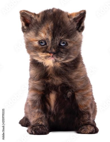 Adorable fluffy tortie British Shorthair kitten isolated on white background
