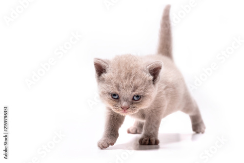 Adorable lilac British Shorthair kitten walking forward isolated on white background