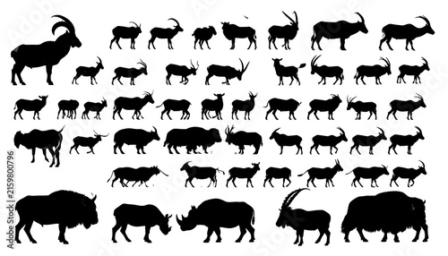 Black and white herd of running horses.