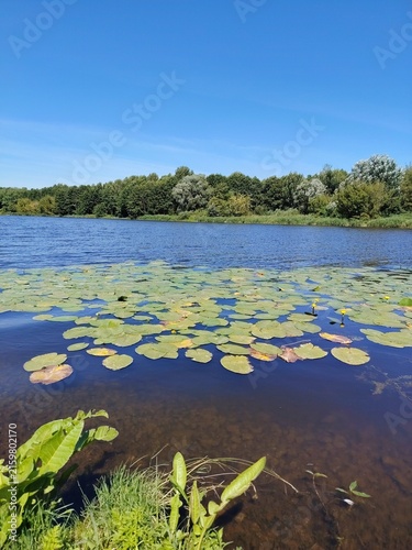 Canvas Print Beautiful summer river landscape with yellow water lilies and green leaves on th