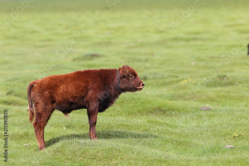 Young Cow Standing on Grassland in Mongolia