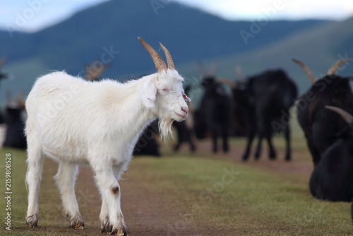 White Mongolian Goat Standing Among a Herd in Tsagaan, Arkhangai Province