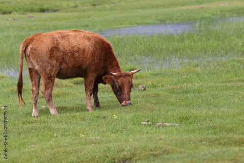 Mongolian Cattle Grazing in Wet Grassland in Tsagaan, Arkhangai Province