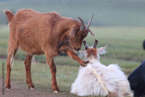 Mongolian Goats Interacting on the Steppe in Tsagaan, Arkhangai Province