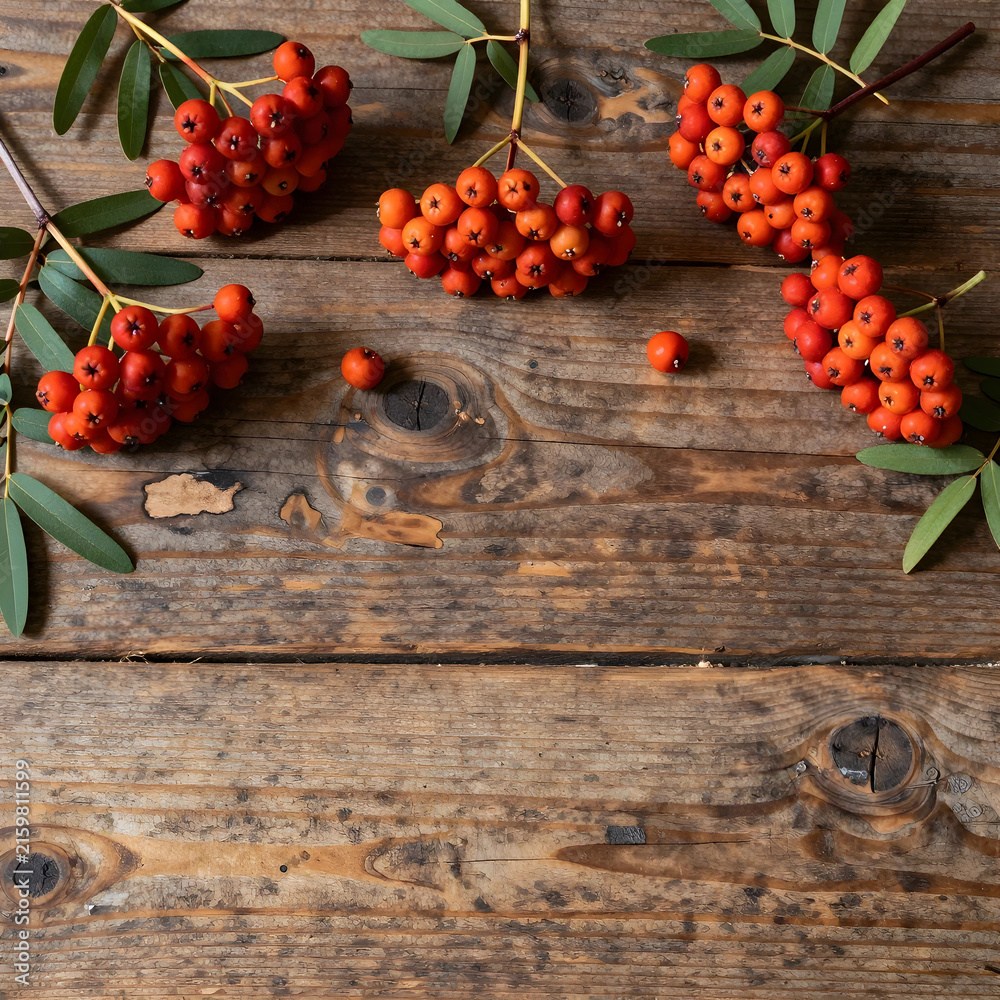 Naklejka premium Autumn harvest and seasonal decor, vibrant red rowan berries with green leaves on rustic wooden background