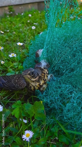 Vulnerable song thrush struggling for its life while helplessly trapped in a green plastic net in a garden, representing the dangers that human pollution poses to wildlife