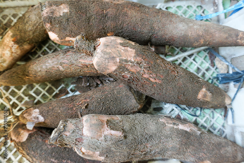 Photography Freshly harvested cassava (manioc) is recognizable by its outer skin, which is still dirty and coated with soil