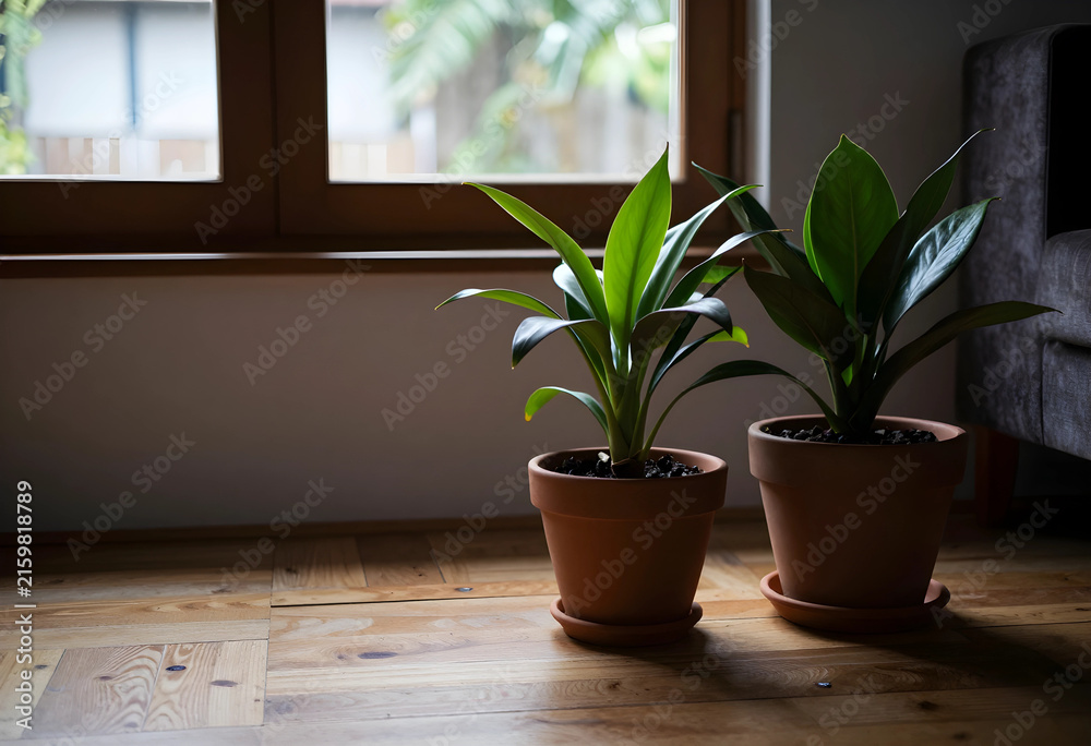 Fototapeta premium Indoor plants for home decor and wellness, green foliage in terracotta pots on wooden floor by window light