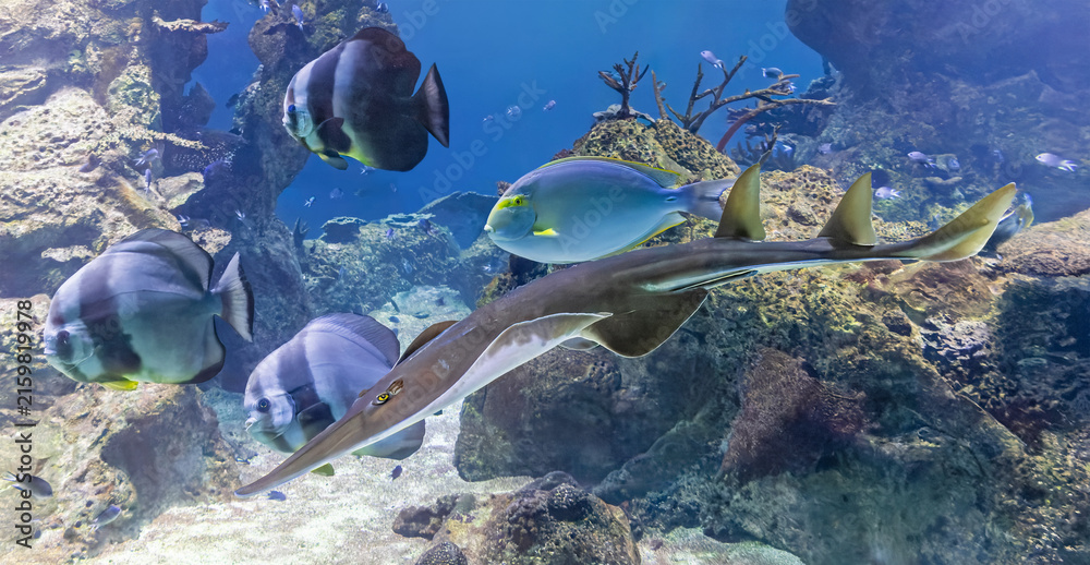 Fototapeta premium Association of Tropical reef fishes with a Blackchin guitarfish (Glaucostegus cemiculus) in front 