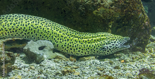 Siede view of a laced moray (Gymnothorax favagineus)