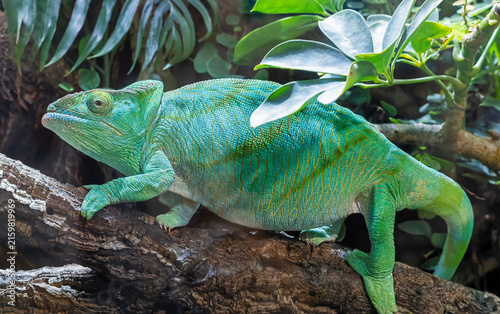 Close-up view of a female Parson's chameleon (Calumma parsonii)