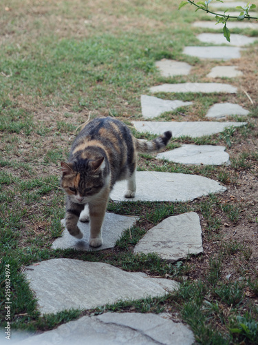 Foto Calico cat walking along stone stepping path in garden grass, Sardinia, Italy