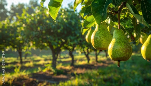 Ripe pears hanging on a tree in a sunlit orchard.