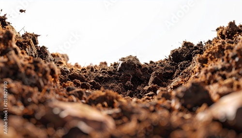 Close up of rich soil with organic matter and insects.