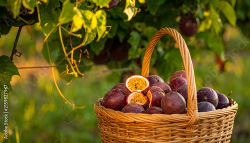 Fresh Plums in Wicker Basket with Vineyard Background.