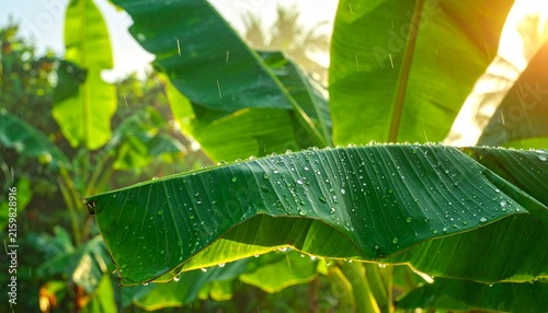 Fresh green banana leaves with morning dew in sunlight.