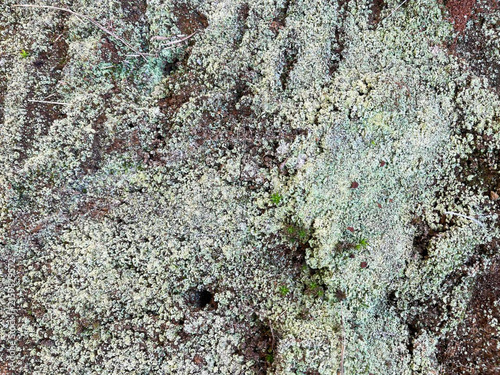 Lichen on old rock stone